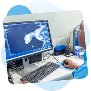 Matériel de plombage radiologie vétérinaire